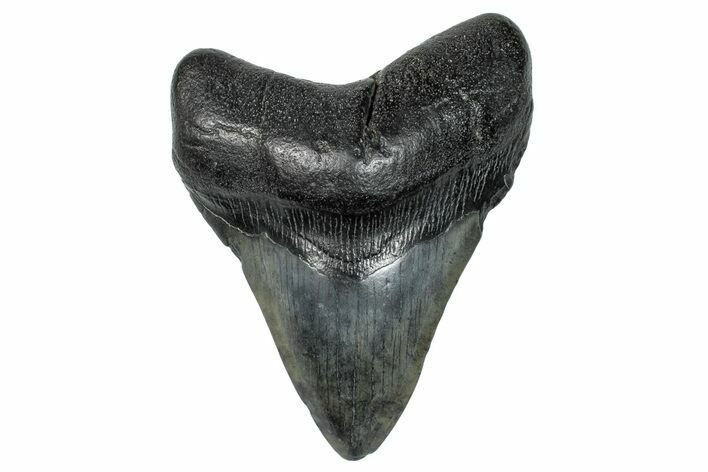 Fossil Megalodon Tooth - South Carolina #272490
